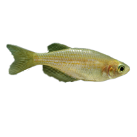 Imagem do produto Danio Pérola